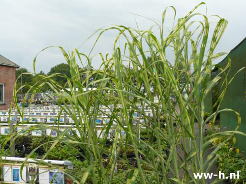 Miscanthus giganteus 'Lottum'